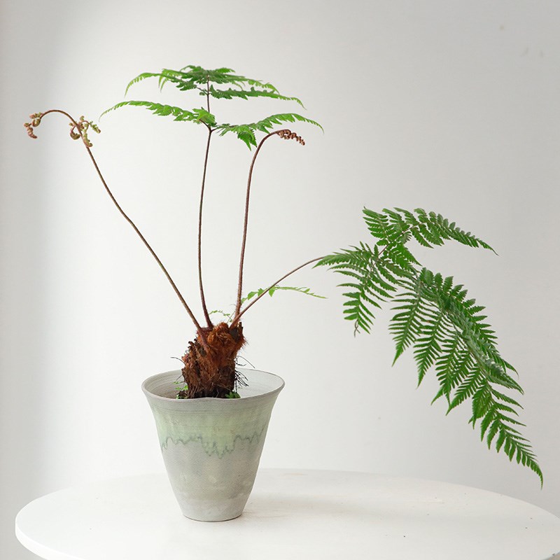 鳞毛蕨观叶盆景室内国风禅意红鳞蕨类植物客厅茶室桌面网红盆栽