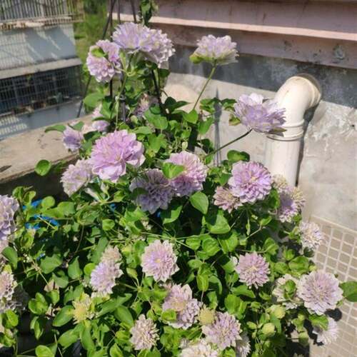 琉璃 铁线莲阳台盆栽庭院耐热抗寒绿植物花卉攀爬藤美景无边