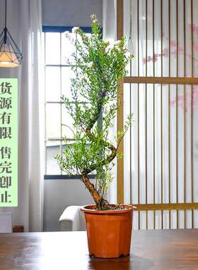 老桩赤楠造型盆景植物客厅小叶赤楠木树苗绿植好养活紫檀大型盆景