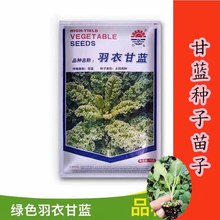 羽衣甘蓝种苗子种籽食用观赏绿色蔬菜种籽四季 盆栽雨衣语衣羽