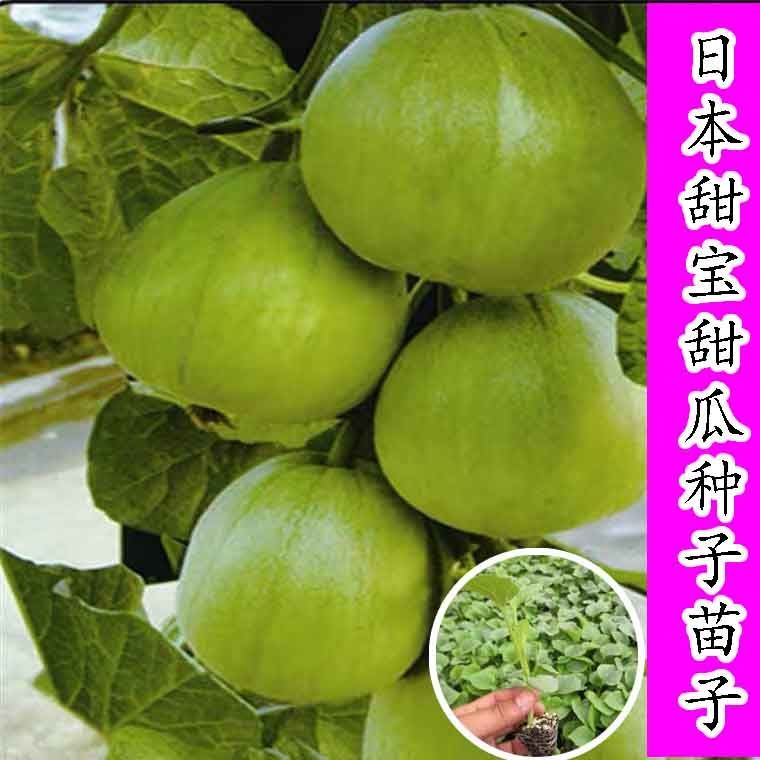 日本甜宝甜瓜种苗子甜宝香瓜种籽抗病高产淡绿色香瓜子四季播水果