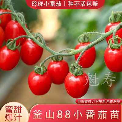 魁寿四季简单正宗超甜釜番茄便宜