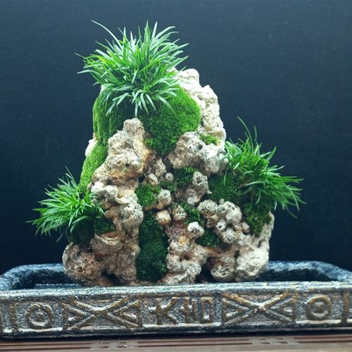 附石菖蒲盆景苔藓微景观茶道盆栽水陆缸水培办公室X内绿植物老桩