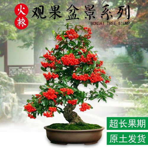 火棘沙棘盆景盆栽树桩老桩绿植观花观果植物阳台客厅W庭院当年挂