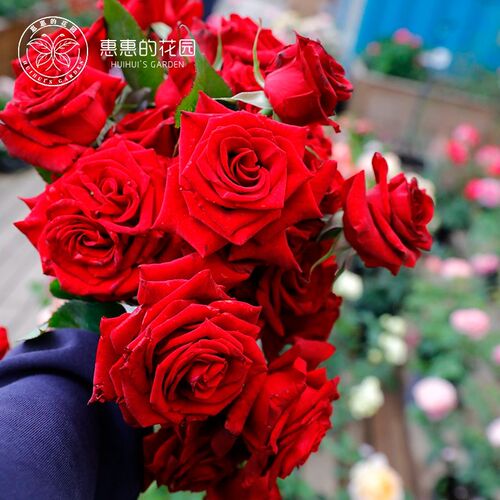 惠惠的花b园切花月季黑魔术勤花大花四季开花阳台庭院花卉盆栽玫