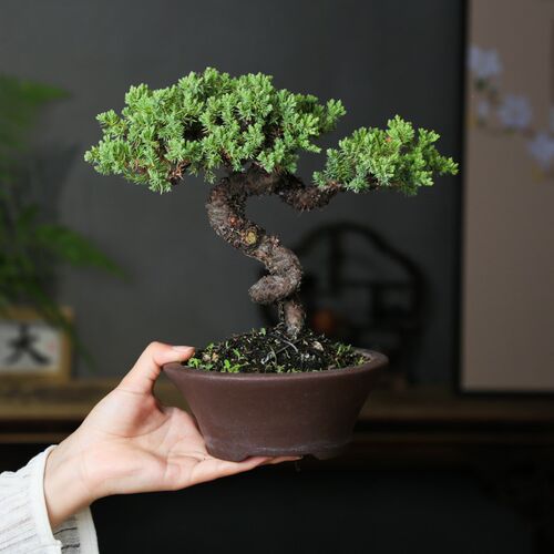 正宗新西兰珍珠柏造型盆景四季常C青绿植老桩一物一拍柏树小盆栽