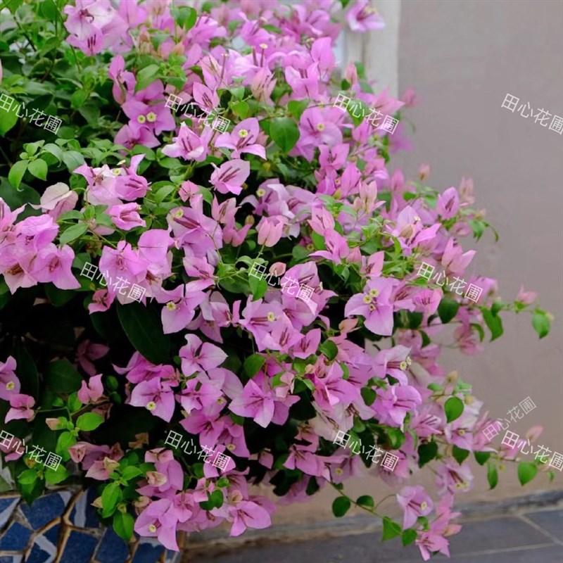 雪紫三角梅四季勤花易栽庭院绿植老桩I带花包邮爬藤盆栽漳州基地