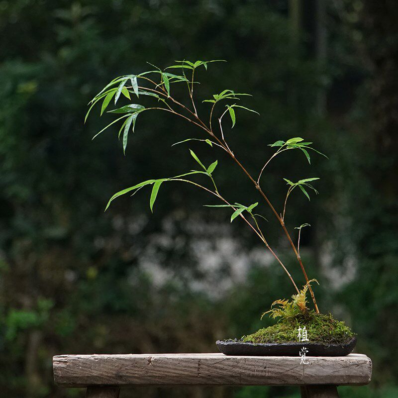 植觉 绿筠造型组合盆p栽造景盆栽绿植办公室桌面植物盆景花卉景观