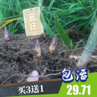雷竹苗种植楠竹早竹早园竹水竹花竹D石竹红竹毛竹食用笋竹子雷笋