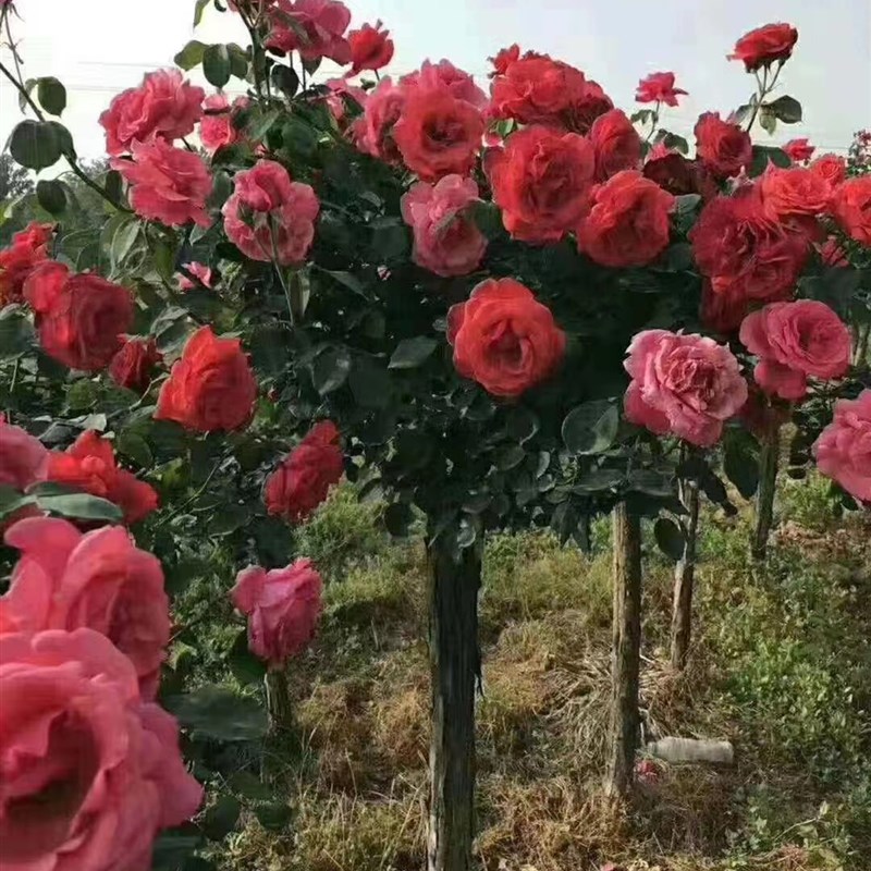 高档树桩月季花苗k植物玫瑰大花浓香四季开花庭院别墅盆景树状月