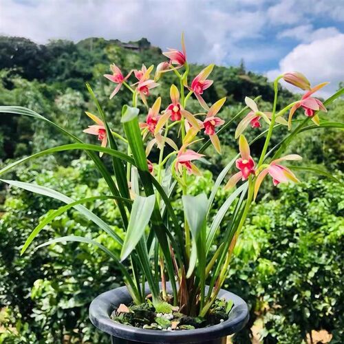 建兰名品仙山红四季兰花勤花勤芽好养室内阳N台庭院绿植盆栽包对