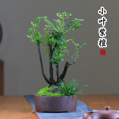 小叶紫檀盆d景丛林菖蒲盆栽办公室庭院观叶绿植假山造景室内植物