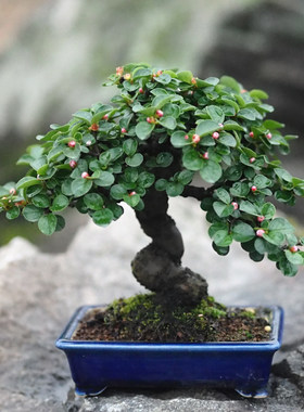 白花荀子苏梨木白紫檀荀子老桩造型盆景I矮霸庭院阳台茶室绿植盆