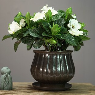 海岛栀子花盆栽木本花卉植物室内客厅净化空气庭院阳台.浓香型绿