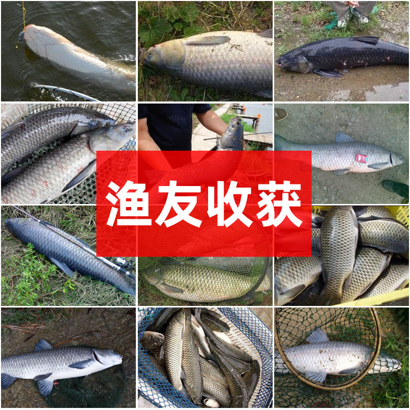 佐伊泡螺蛳小药黑坑巨物大青鱼泡脆螺G丝诱鱼剂螺蛳青颗粒饵料小,户外/登山/野营/旅行用品,台钓饵,淘宝优惠券,粉丝福利购,淘宝优惠卷