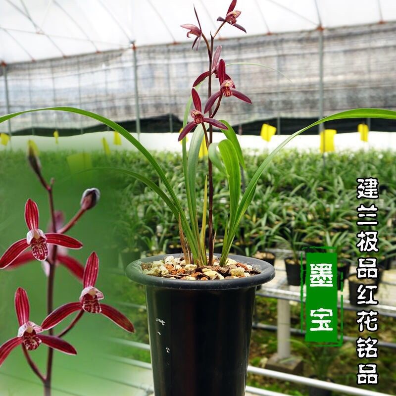 兰花苗浓香型夏秋含带花苞发货室内各种名贵四季红色建兰系列墨宝