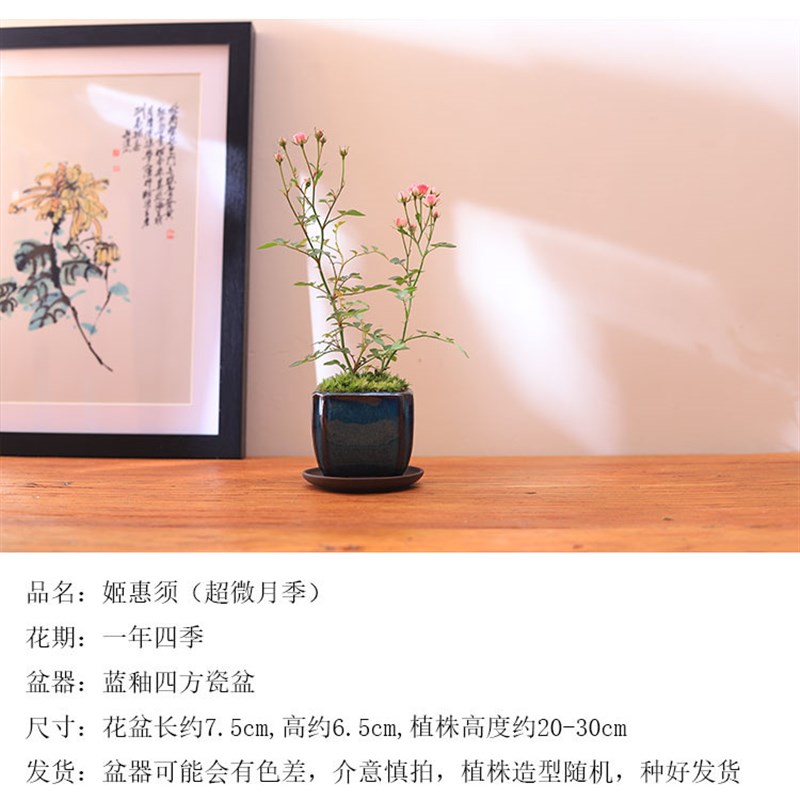 须惠姬微型月季花迷你小盆栽阳台庭院办公桌盆景四季花卉礼物蔷薇