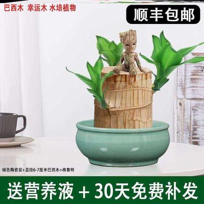 幸运木水养盆栽情侣植物树人开花格鲁特小人偶桌面花卉绿植室内巴
