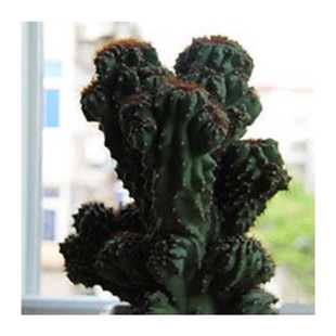 仙人山虎头罗汉山影拳类沙生多肉植物虎头山影盆栽花;;;;;;