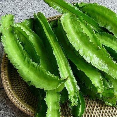 海南四角豆新鲜嫩蔬菜现摘四棱豆