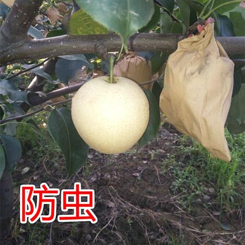 2022新款套袋梨专用梨子套袋专用纸袋梨子包梨袋梨树袋袋子套套袋