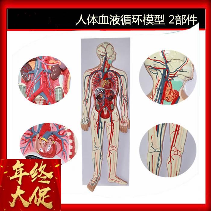 好货人体血液循环模型 心脏血管模型 动静脉模型 神经管血模型