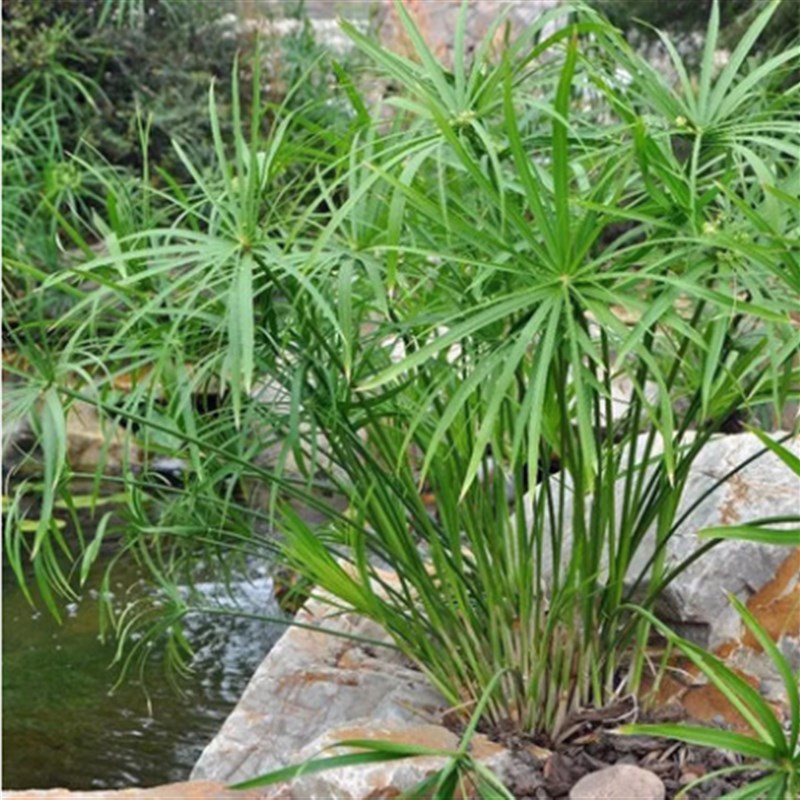 水生花卉水培植物水竹旱伞草风车草室内盆栽池塘造景包邮