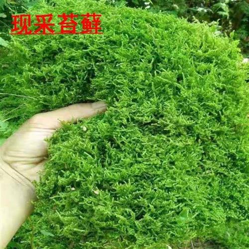 极速石竹花苗盆栽室内冬季花卉植物飞蓬青苔苔藓植物鲜活绿植.