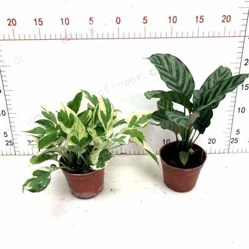 极速翠叶竹芋盆栽银线蕨猫眼室内客厅桌面办公四季常青植物吸甲醛