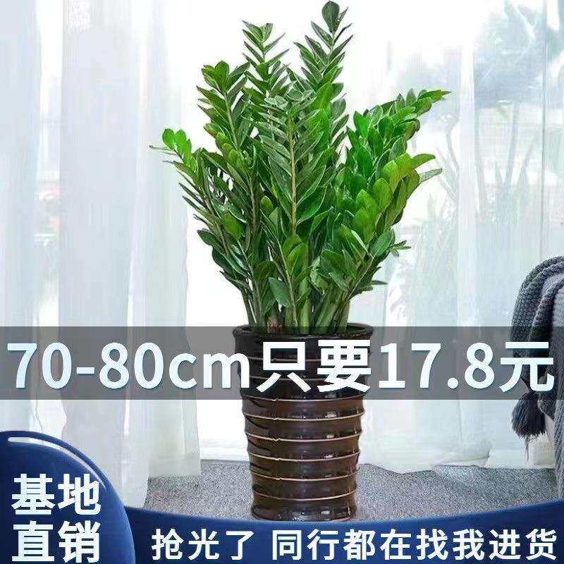 金钱树大盆栽高大植物室内花卉客厅大绿植钱串子招财四季常青包邮