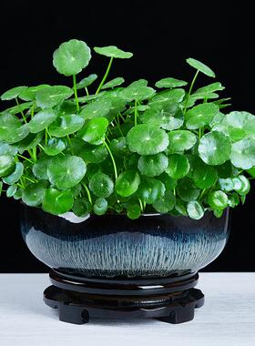 铜养钱草盆景大培叶水植物花卉好养室厅内盆栽客水金钱草OWD桌面