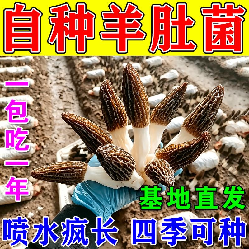 蘑菇种植包羊肚菌菌种盆栽可食用阳台室内家庭懒人自种食用菌包袋