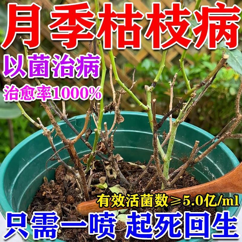 月季枯枝病专用药月季花病虫害常用药专治黄叶枯叶黑杆黑斑白粉病