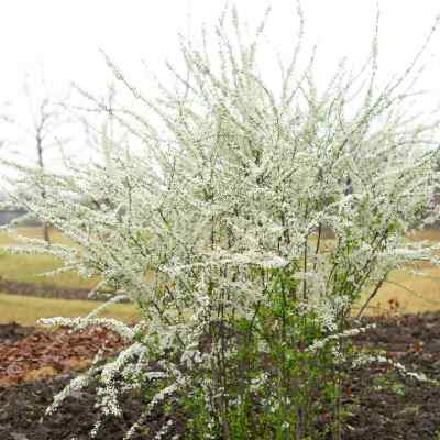 小椿日和 粉色喷雪花雪柳盆栽花卉春季开花植物耐寒耐热阳台庭院