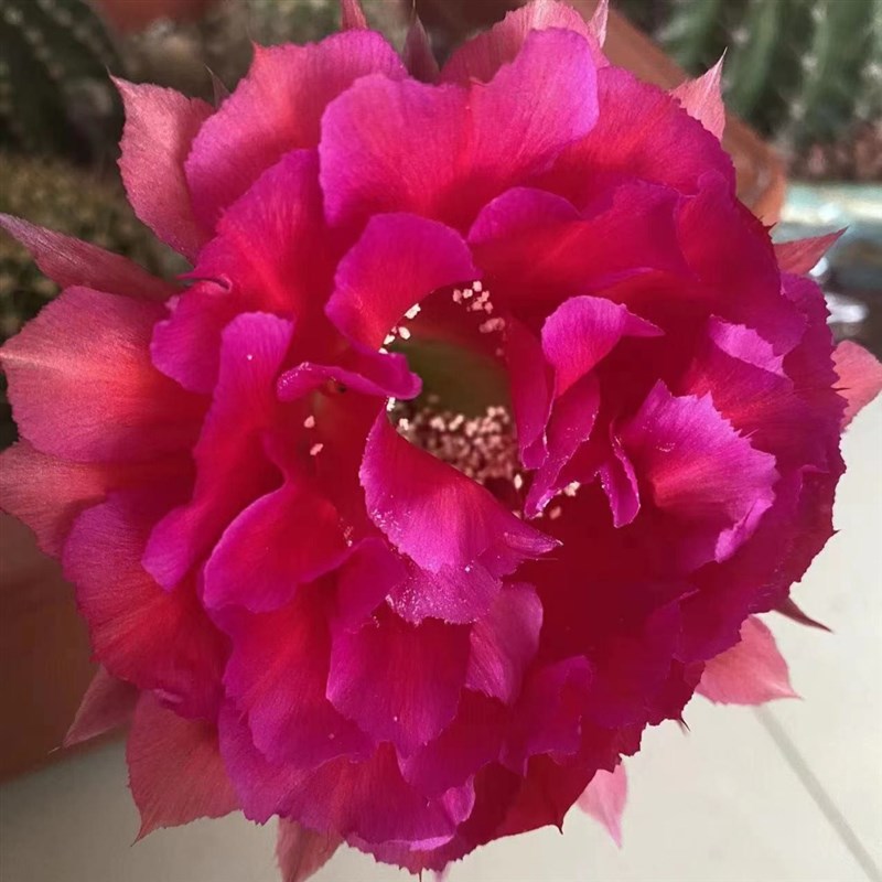 新品《火离》彩草仙人球415-1重瓣大花层次感好花型圆润包对版