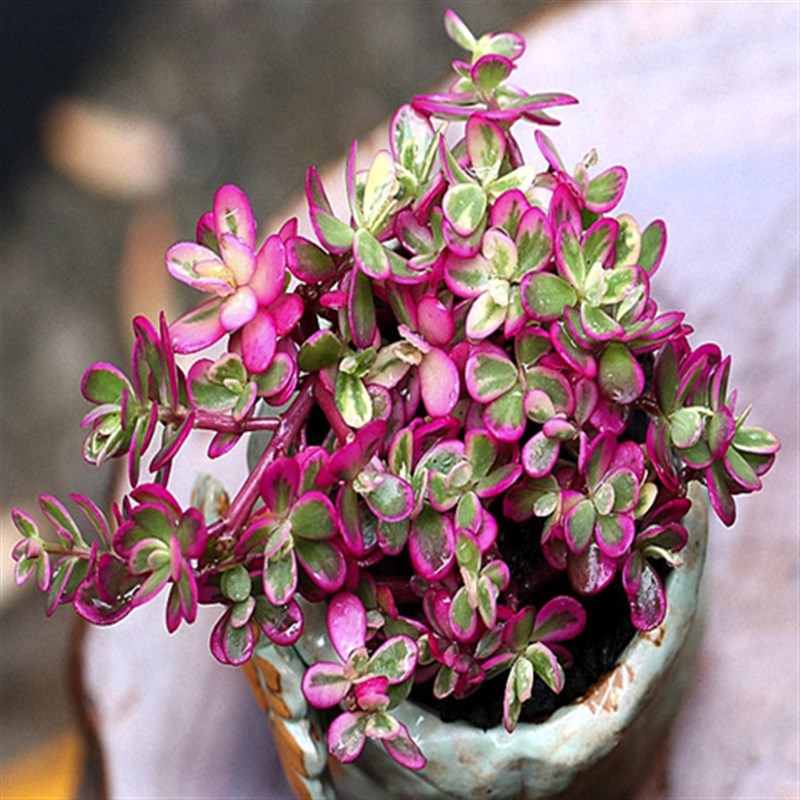太阳花锦垂吊开花多肉植物太阳花盆栽阳台易养好养花卉花苗带花苞