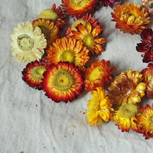 飾家居花 云南干花香薰蠟燭花財(cái)七彩菊干燥花麥稈菊花環(huán)蠟片裝