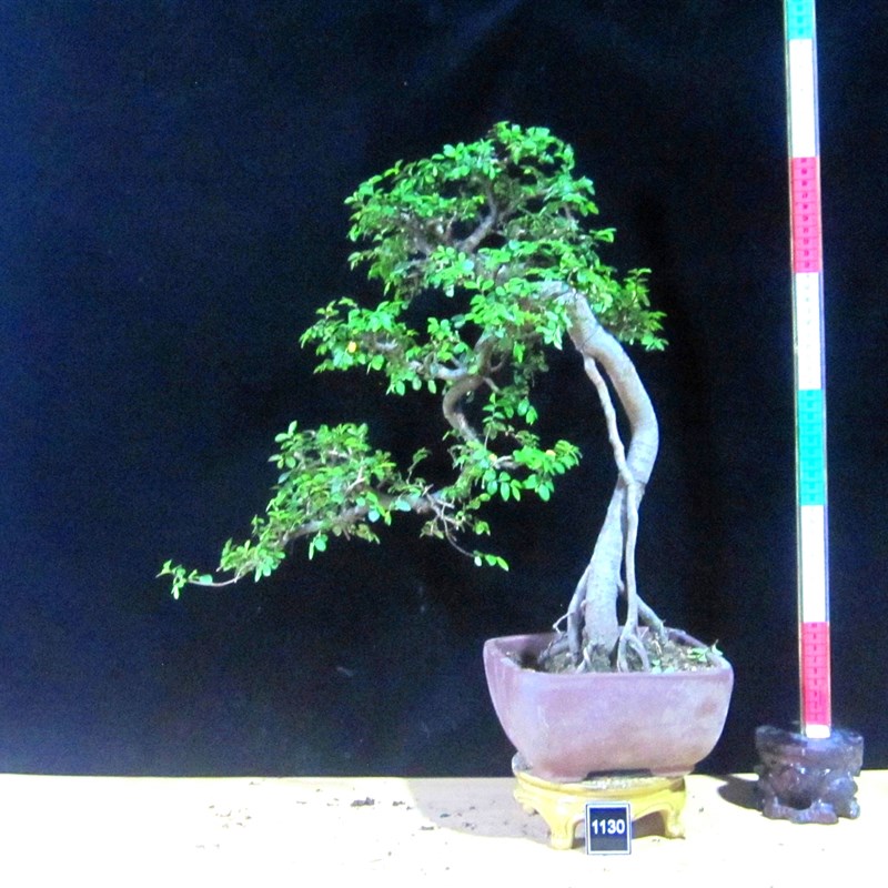 榆树盆景小型盆景微型盆景骨架丰满大树造型