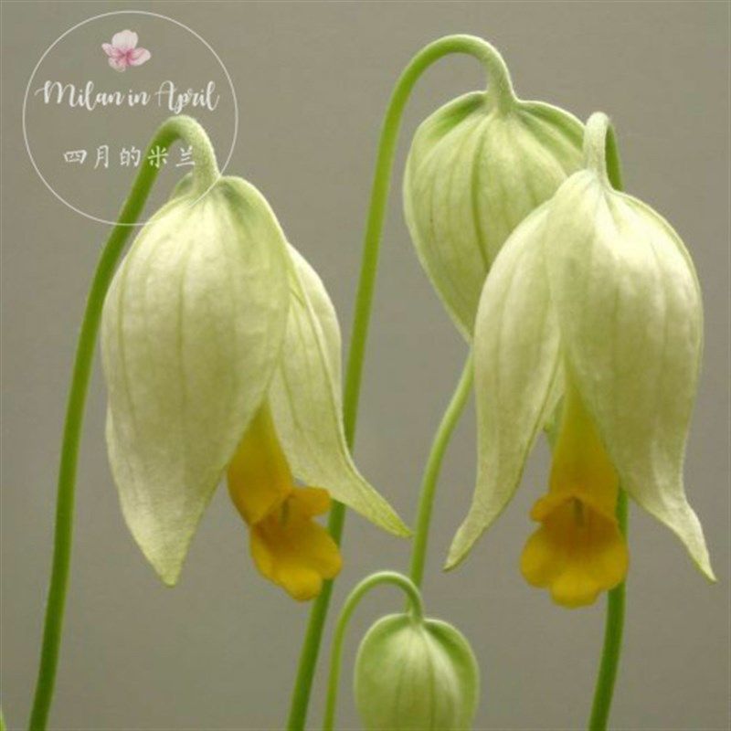 黄花原生皮草 黄花牛耳 报春苣苔多D年生耐荫植物桌面室内阳台盆,鲜花速递/花卉仿真/绿植园艺,时令草本花卉,淘宝优惠券,粉丝福利购,淘宝优惠卷