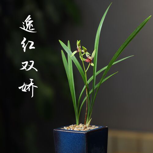 逸红双娇宜兴钧釉建兰小国魂w绿植兰花盆高雅透气桌面室内盆栽花