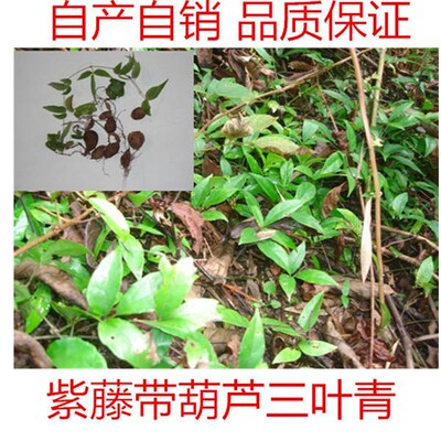 浙江野生三叶青纯正紫藤苗三叶y青种苗金线吊葫芦块根包邮多买多