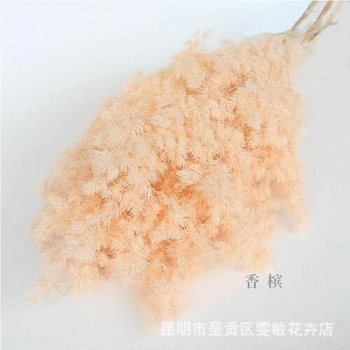 永生蓬莱松大束云南永生花保鲜花永生花DIY礼盒玻璃罩材料