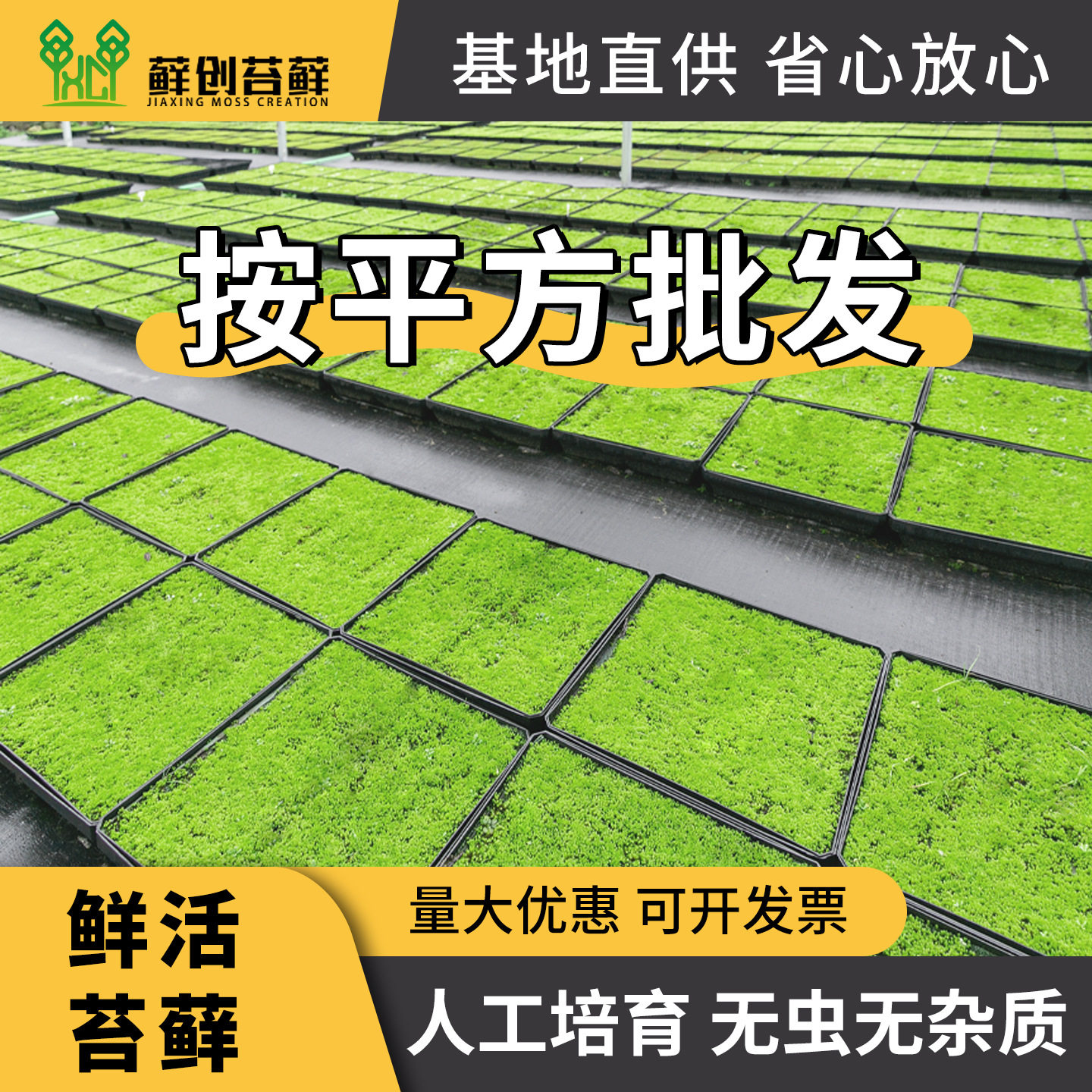 【藓创苔藓】鲜活苔藓白发藓大灰藓星星藓砂藓庭院草坪铺面造景