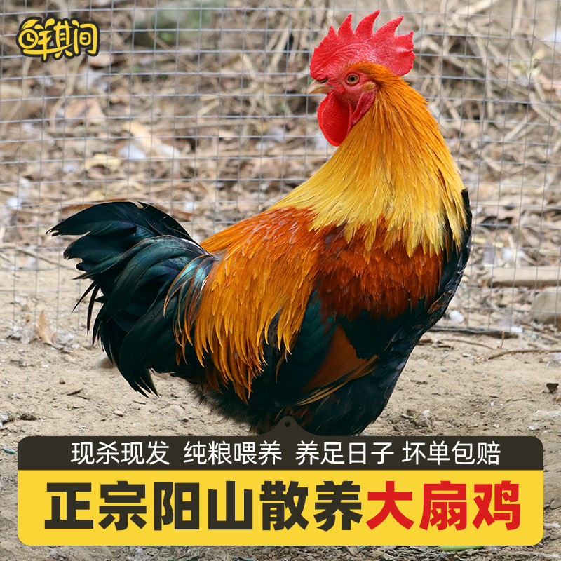 正宗清远阳山走地鸡阉鸡大扇鸡农家散养土公鸡新鲜现杀脆皮太监鸡