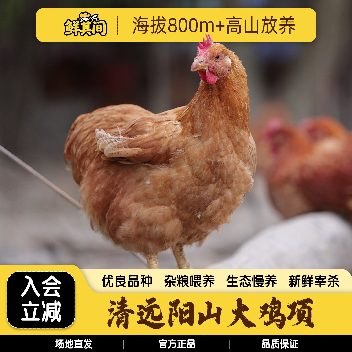 清远阳山走地鸡整只杀好约3.8斤图片