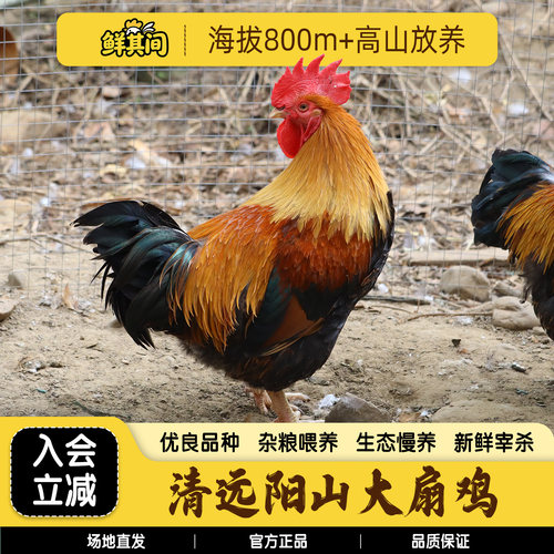 清远阳山大扇鸡整只新鲜现杀土鸡