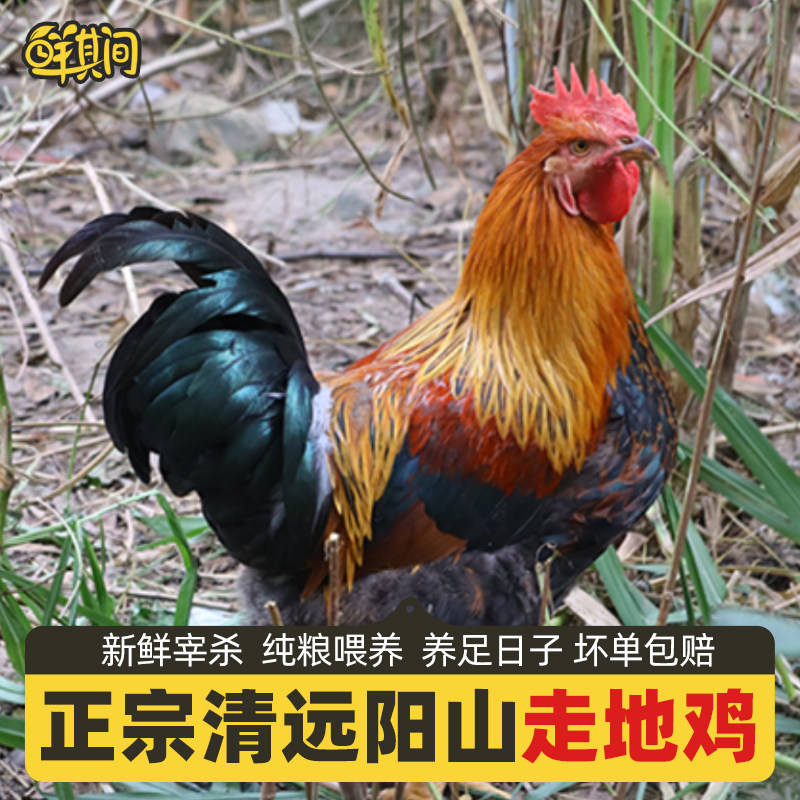 广东清远阳山大线鸡土鸡农家散养走地鸡阉鸡新鲜现杀太监鸡月子鸡