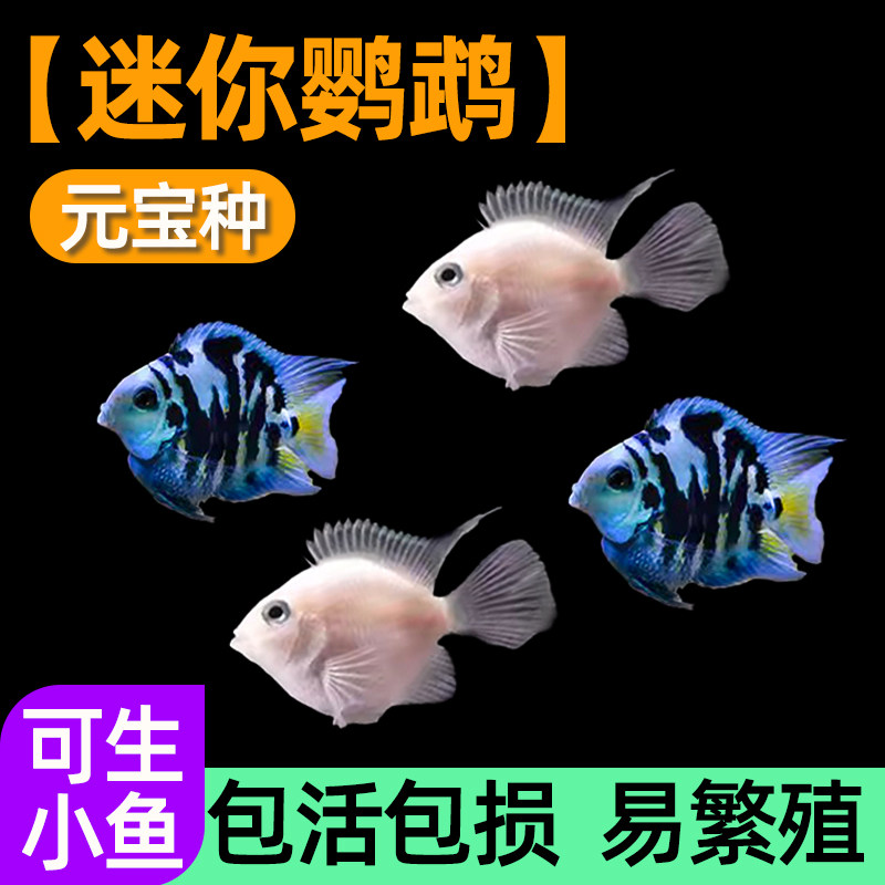 速发迷你鹦鹉鱼耐观白鱼苗活小型热带鱼淡水鹦鹉鱼宝蓝赏金可繁殖