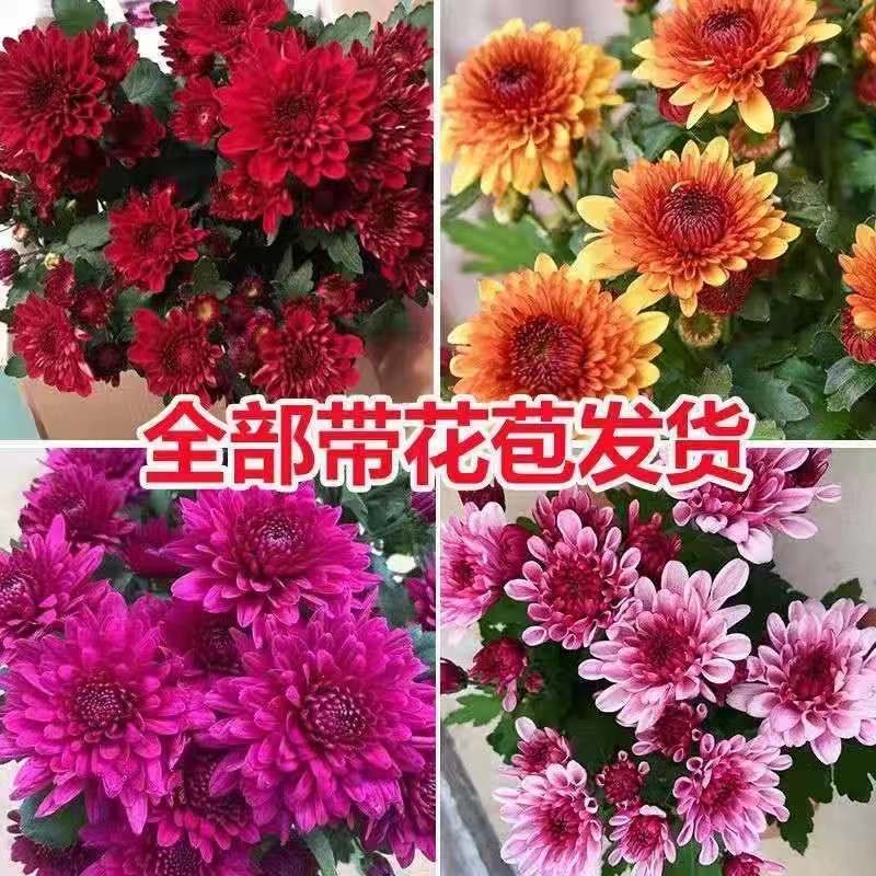 速发重瓣菊盆栽养室菊花苗花内台花卉好带四季开花耐寒耐旱植物