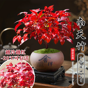 速发火焰南摆竹盆栽养厅桌面绿植室内书房盆景植物好客活禅意茶桌